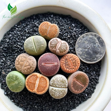 Lithops Large Random Mix Live Succulent, 10 Pcs Succulent Live Plant, Bare Root Without Pot & Soil
