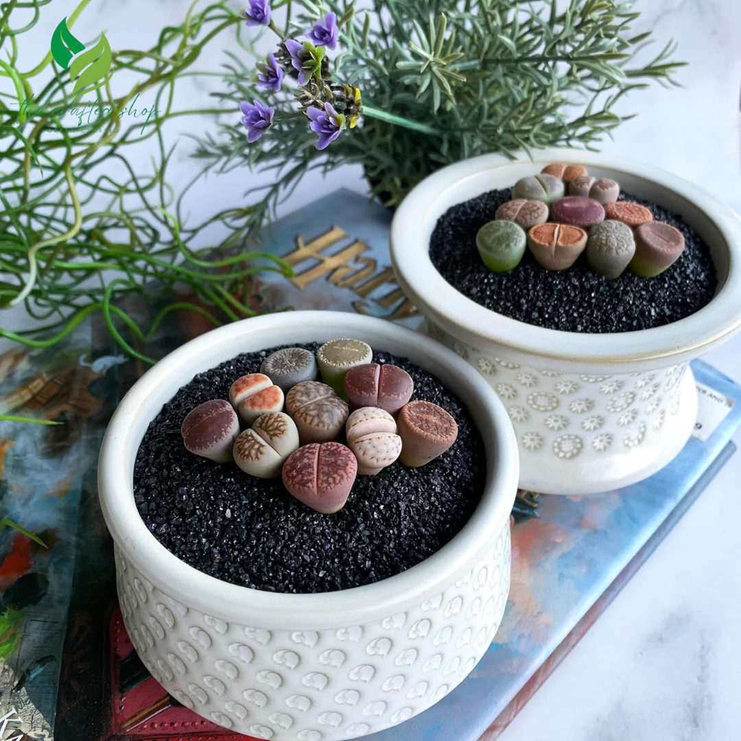 Lithops Large Random Mix Live Succulent, 10 Pcs Succulent Live Plant, Bare Root Without Pot & Soil