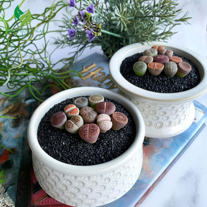 Lithops Large Random Mix Live Succulent, 10 Pcs Succulent Live Plant, Bare Root Without Pot & Soil
