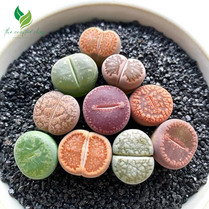 Lithops Large Random Mix Live Succulent, 10 Pcs Succulent Live Plant, Bare Root Without Pot & Soil