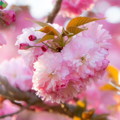 Live Cherry Blossom Starter Tree | 8-12 Inches Tall | Ready for Outdoor Planting