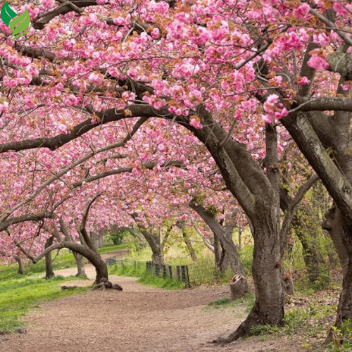 Live Cherry Blossom Starter Tree | 8-12 Inches Tall | Ready for Outdoor Planting