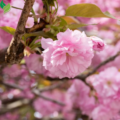 Live Cherry Blossom Starter Tree | 8-12 Inches Tall | Ready for Outdoor Planting