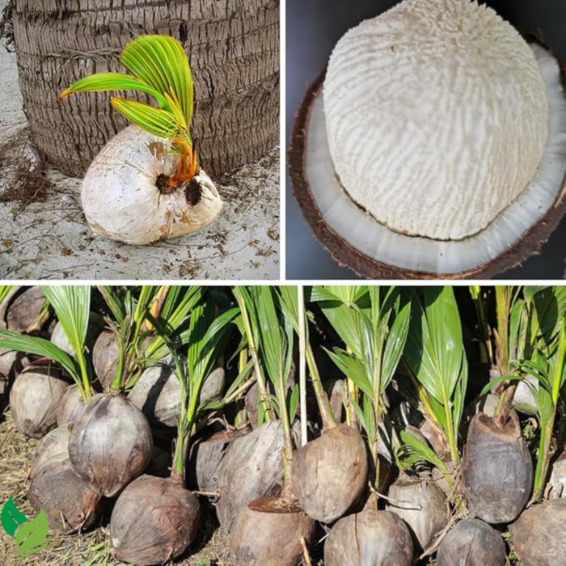 Live Green Coconut Tree Plant