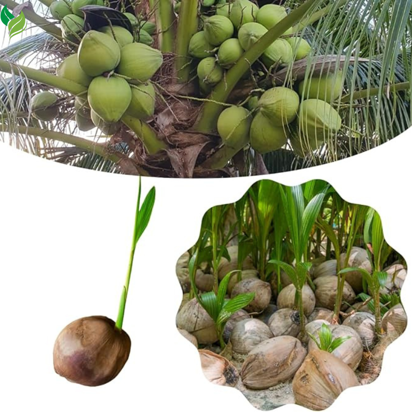 Live Green Coconut Tree Plant