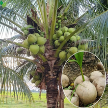 Live Green Coconut Tree Plant