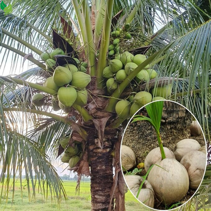Live Green Coconut Tree Plant