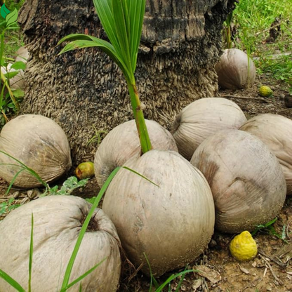 Live Green Coconut Tree Plant