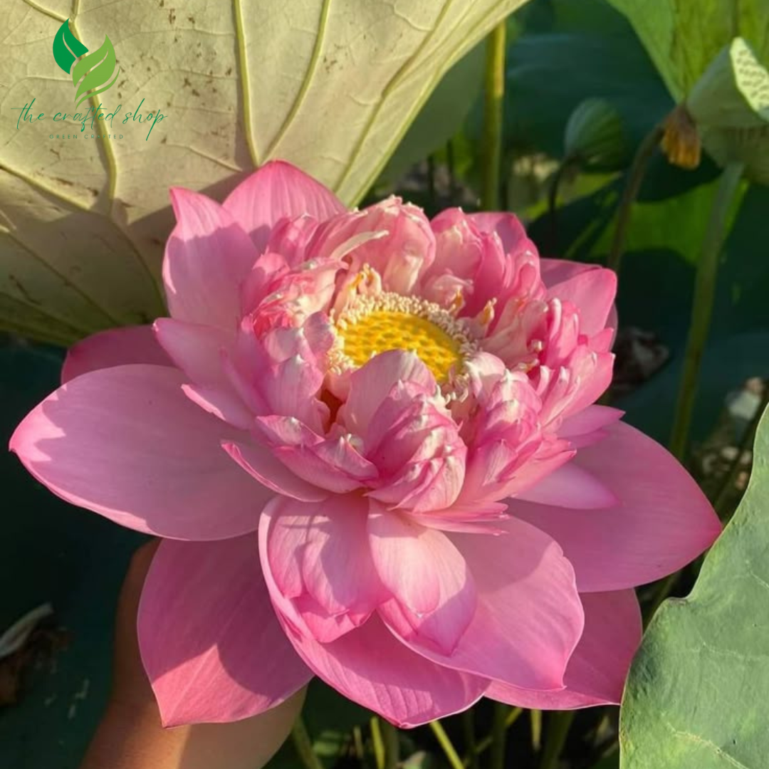 mini lotus flower seeds Mini Lotus Seeds – Indoor Bowl & Water Garden Plants – The Crafted Shop