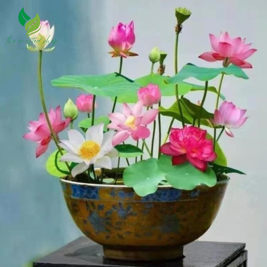 60 Mini Lotus Seeds – Indoor Bowls, Ponds & Peaceful Water Gardens
