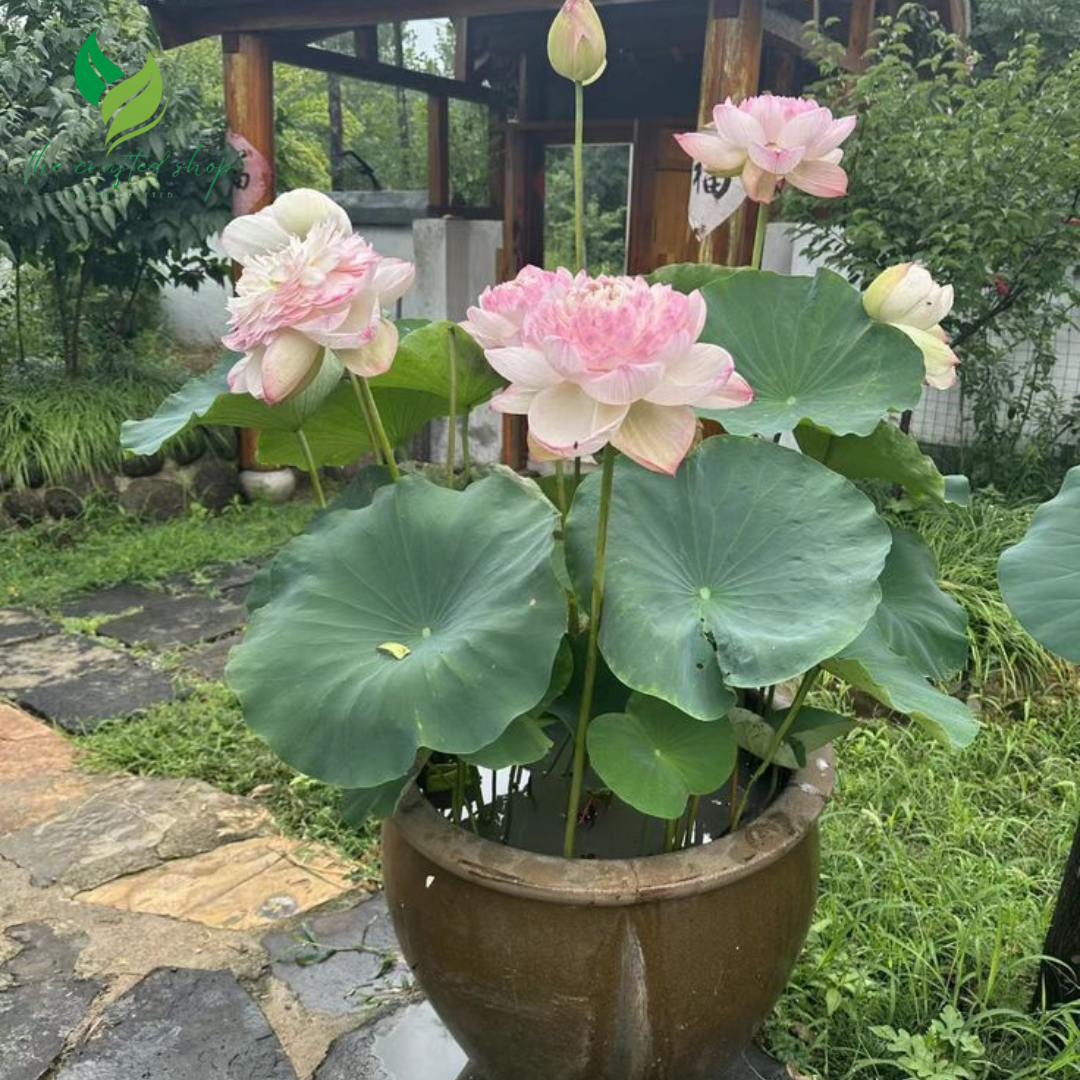 indoor lotus plant for sale Mini Lotus Seeds – Indoor Bowl & Water Garden Plants – The Crafted Shop
