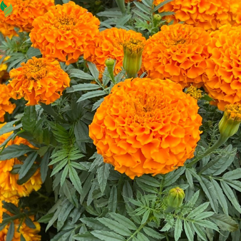 Marigold Seeds Easy to Grow -Mix Large-Bloom - for Garden, Patio, Balcony