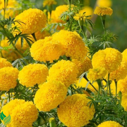Marigold Seeds Easy to Grow -Mix Large-Bloom - for Garden, Patio, Balcony