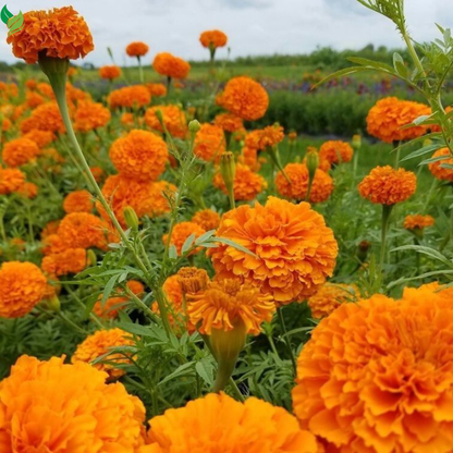 Marigold Seeds Easy to Grow -Mix Large-Bloom - for Garden, Patio, Balcony
