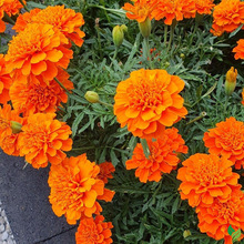 Marigold Seeds Easy to Grow -Mix Large-Bloom - for Garden, Patio, Balcony