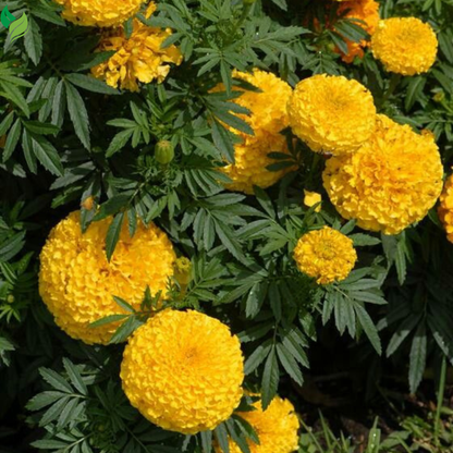 Marigold Seeds Easy to Grow -Mix Large-Bloom - for Garden, Patio, Balcony