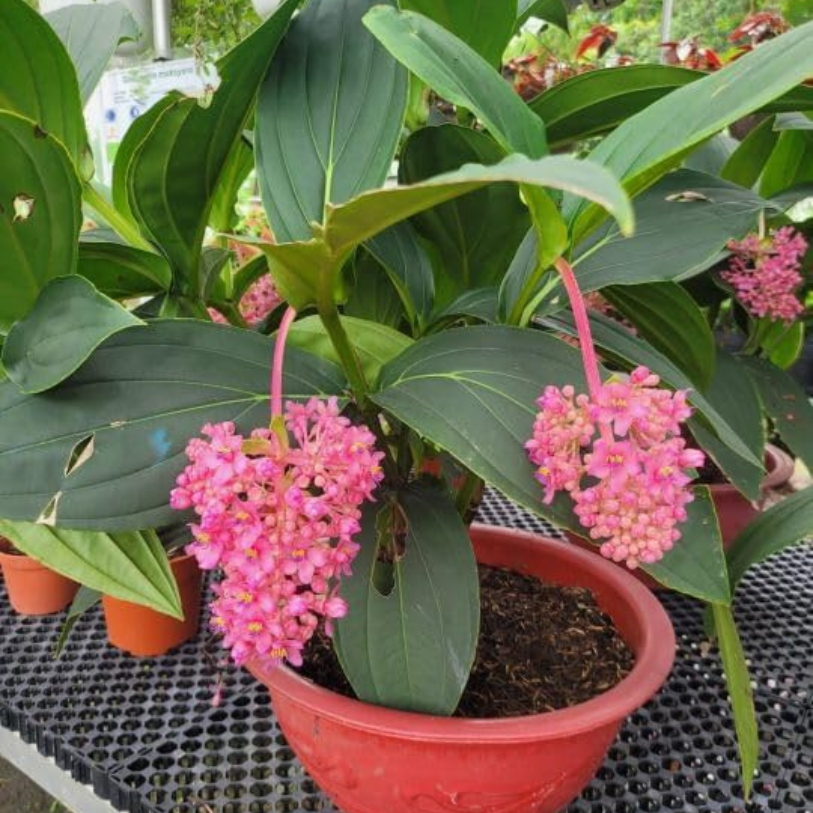 Medinilla Myriantha Malaysian Orchid Flower