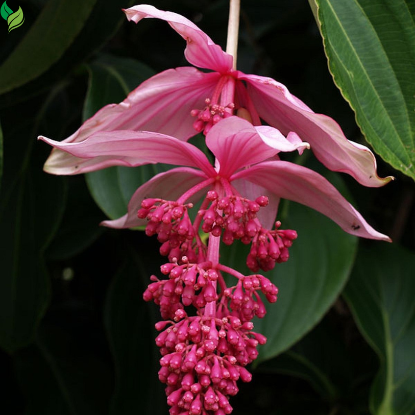 Medinilla Myriantha Malaysian Orchid Flower