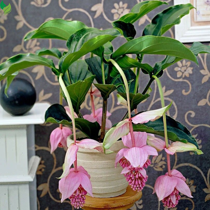 Medinilla Myriantha Malaysian Orchid Flower