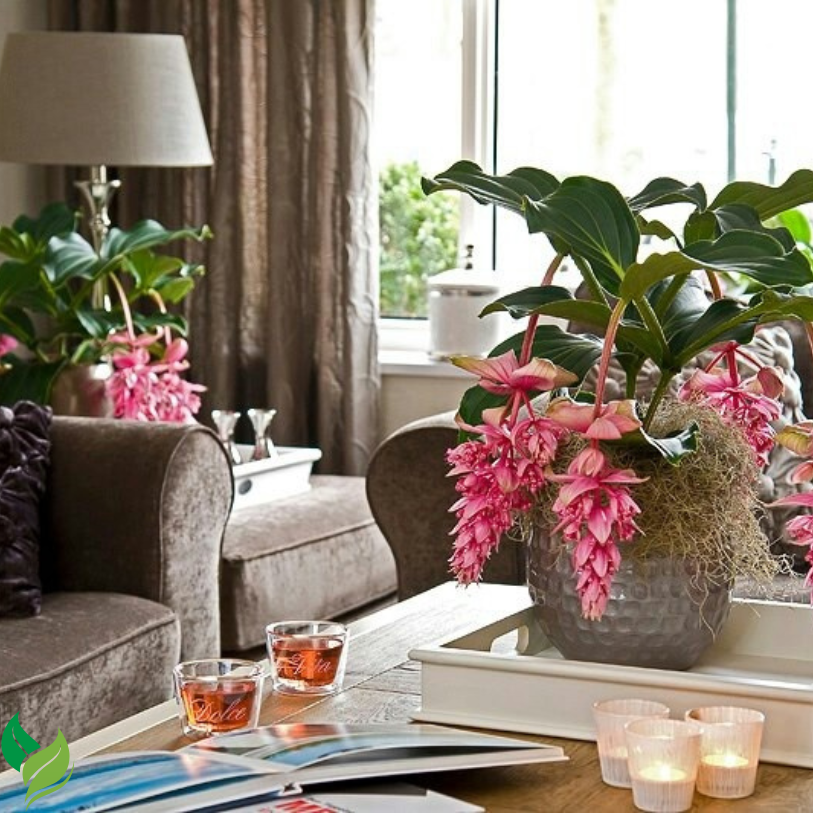 Medinilla Myriantha Malaysian Orchid Flower
