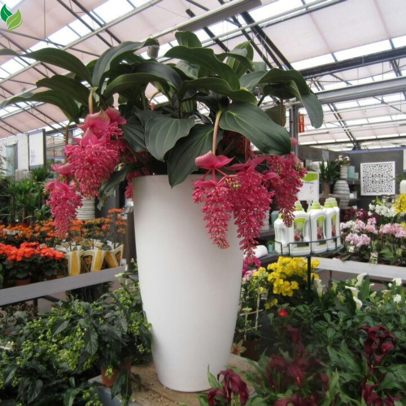 Medinilla Myriantha Malaysian Orchid Flower