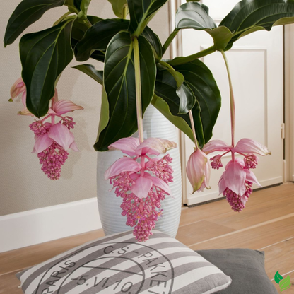 Medinilla Myriantha Malaysian Orchid Flower