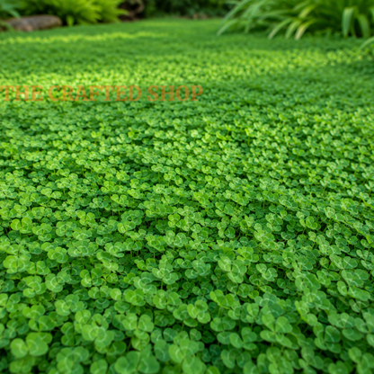 Micro Clover Seeds for Lawn, 10,000 Count