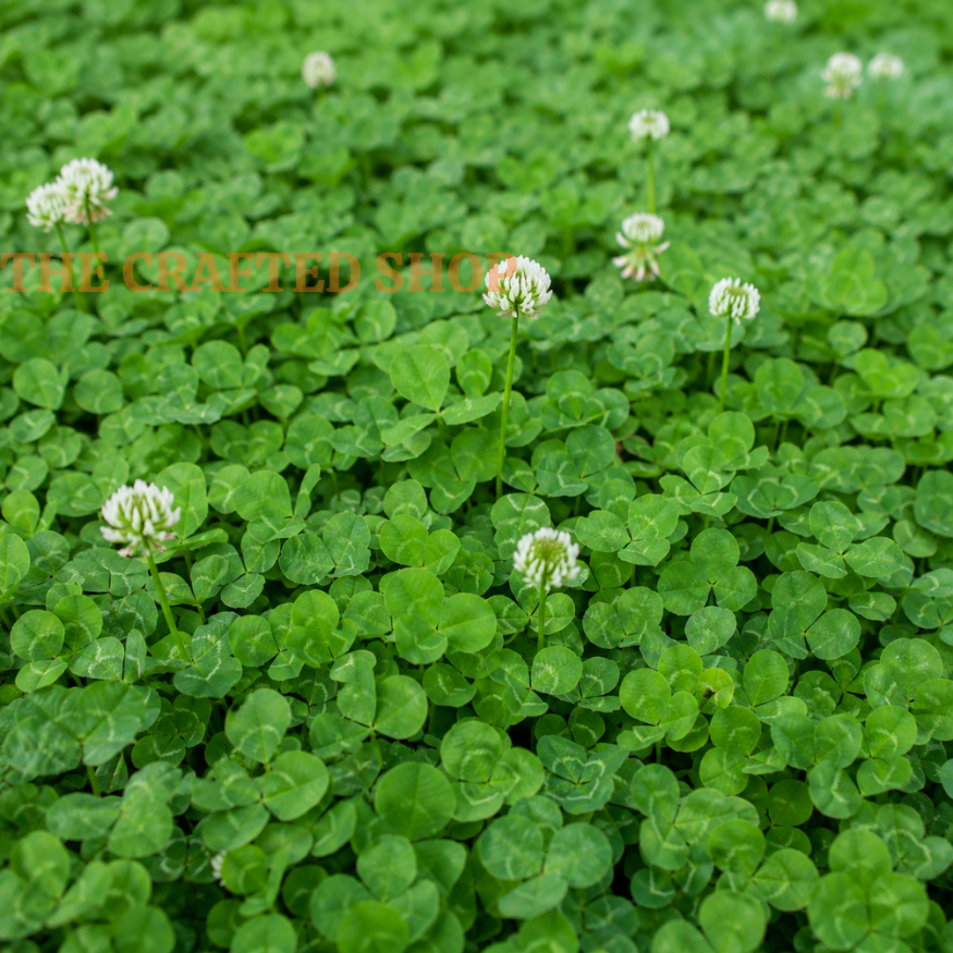 Micro Clover Seeds for Lawn, 10,000 Count