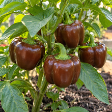 Miniature Chocolate Sweet Bell Pepper plant growing in a container