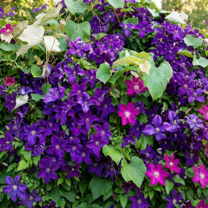 vibrant clematis climbing vine on garden trellis