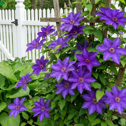 clematis flower seeds growing climbing plant