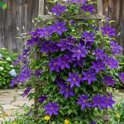 decorative flowering vine for backyard