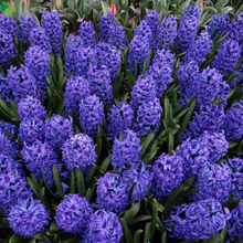 Mixed Color Hyacinth Bulbs - 12 Bulbs - Fragrant Hyacinths