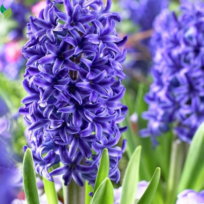 Mixed Color Hyacinth Bulbs - 12 Bulbs - Fragrant Hyacinths