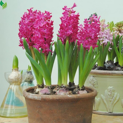 Mixed Color Hyacinth Bulbs - 12 Bulbs - Fragrant Hyacinths
