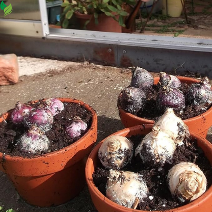 Mixed Color Hyacinth Bulbs - 12 Bulbs - Fragrant Hyacinths