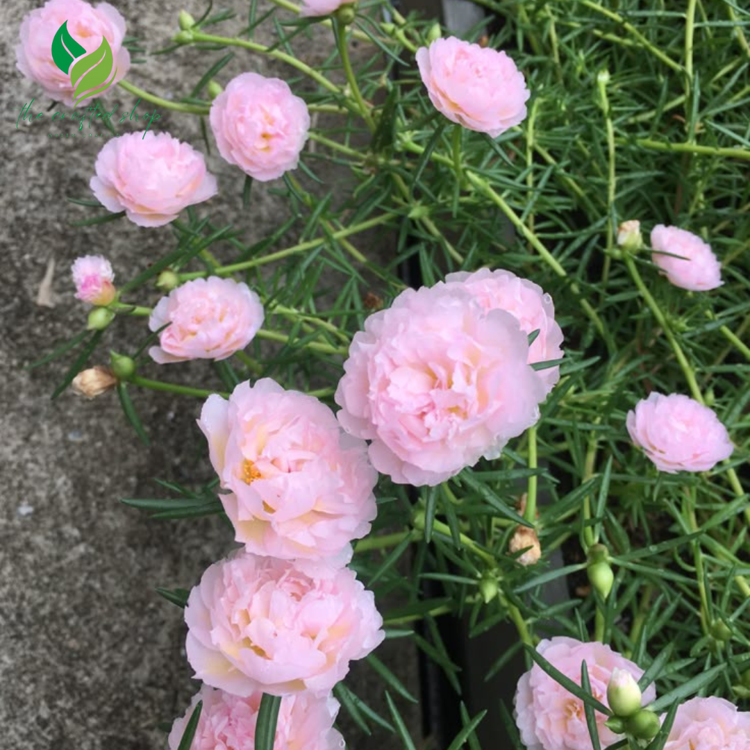 Mixed Colors Multi-Petal Portulaca Grandiflora – Dazzling, Drought-Tolerant Blooms for Every Garden