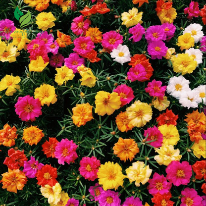 Mixed Colors Multi-Petal Portulaca Grandiflora – Dazzling, Drought-Tolerant Blooms for Every Garden