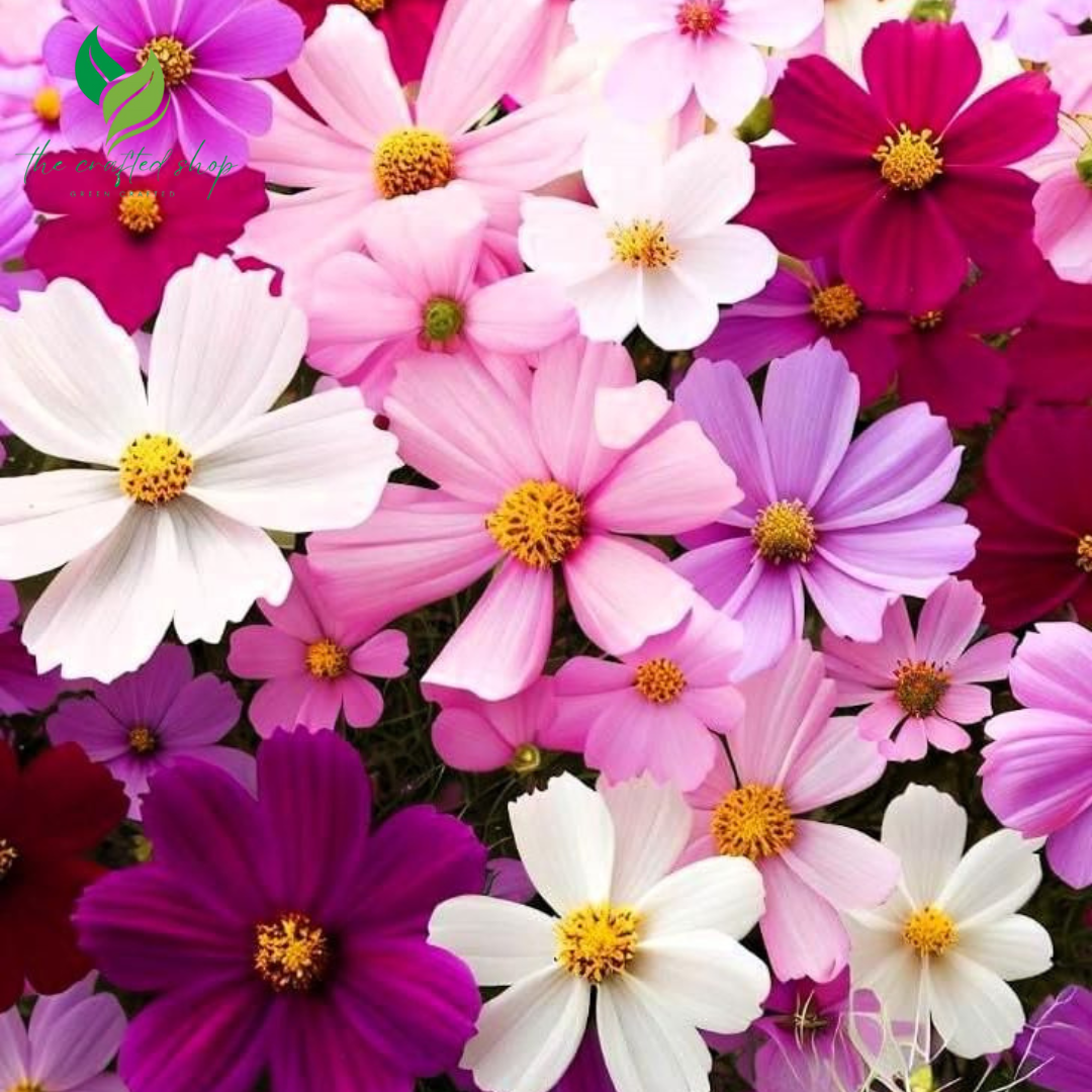 Mixed Cosmos Flower Seeds – 1,000 to 6,000  Easy-to-Grow Blooms for a Colorful Garden