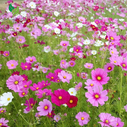 Mixed Cosmos Flower Seeds – 1,000 to 6,000  Easy-to-Grow Blooms for a Colorful Garden