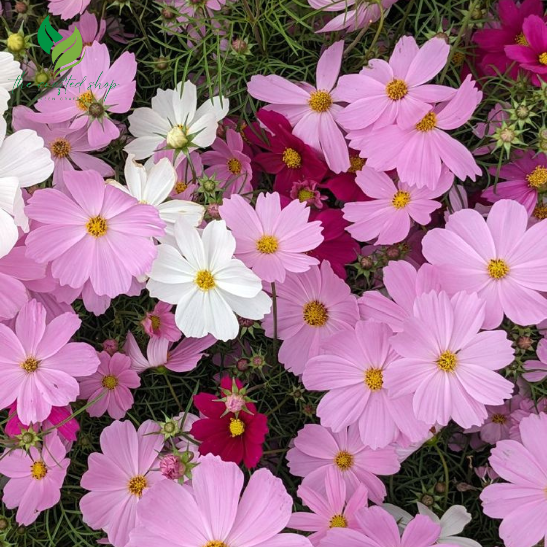 Mixed Cosmos Flower Seeds – 1,000 to 6,000  Easy-to-Grow Blooms for a Colorful Garden