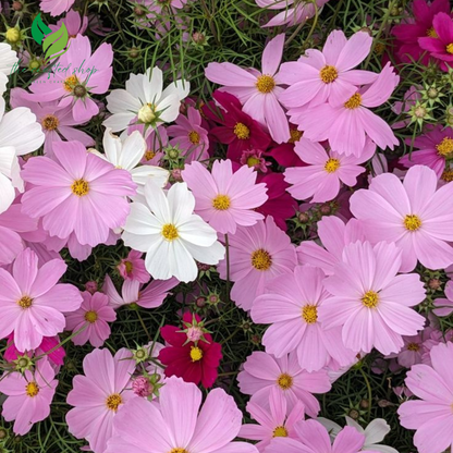 Mixed Cosmos Flower Seeds – 1,000 to 6,000  Easy-to-Grow Blooms for a Colorful Garden