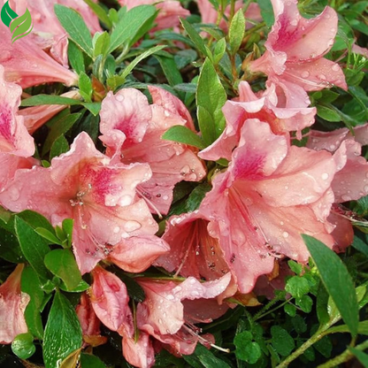 Mixed Azalea: Choose Live Starter Plant OR 50+ Seed Pack | Perennial, Mixed Colors