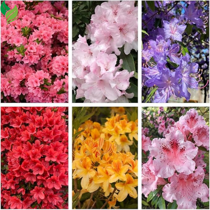 Mixed Azalea: Choose Live Starter Plant OR 50+ Seed Pack | Perennial, Mixed Colors