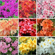 Mixed Azalea: Choose Live Starter Plant OR 50+ Seed Pack | Perennial, Mixed Colors