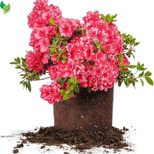 Mixed Azalea: Choose Live Starter Plant OR 50+ Seed Pack | Perennial, Mixed Colors