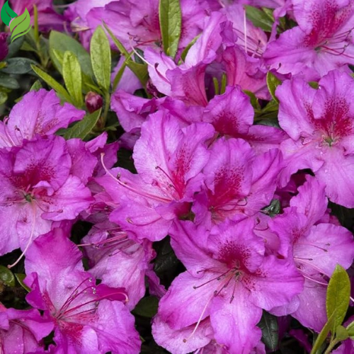 Mixed Azalea: Choose Live Starter Plant OR 50+ Seed Pack | Perennial, Mixed Colors