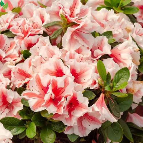 Mixed Azalea: Choose Live Starter Plant OR 50+ Seed Pack | Perennial, Mixed Colors