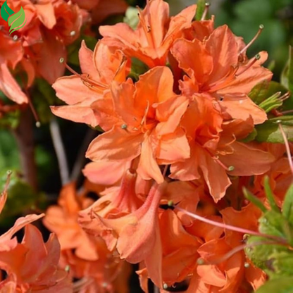 Mixed Azalea: Choose Live Starter Plant OR 50+ Seed Pack | Perennial, Mixed Colors