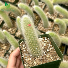 Monkey Tail Cactus – Hildewintera colademonois (Rare Succulent)